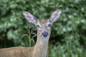 Mrs Deer